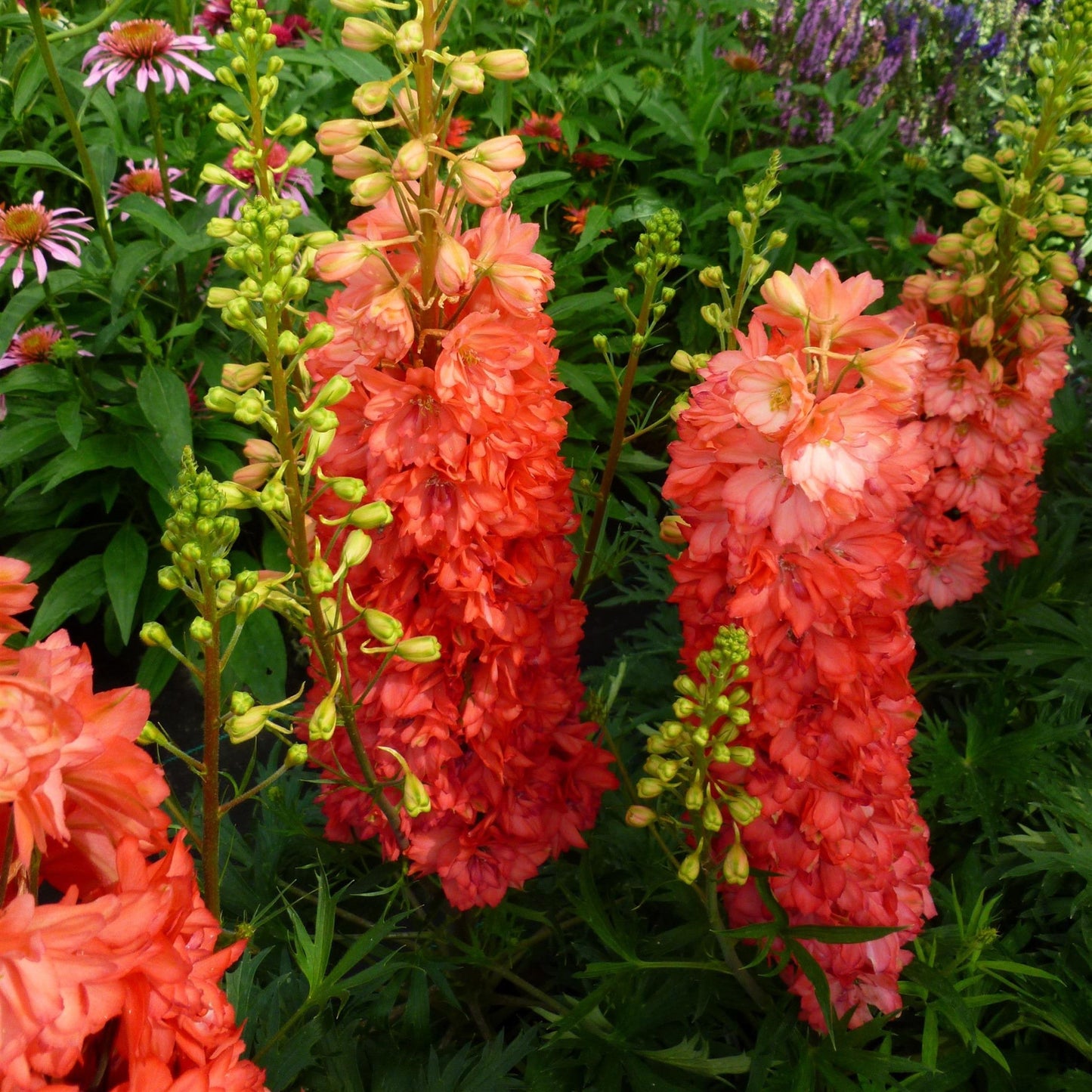Delphinium - Red Lark Delphinium
