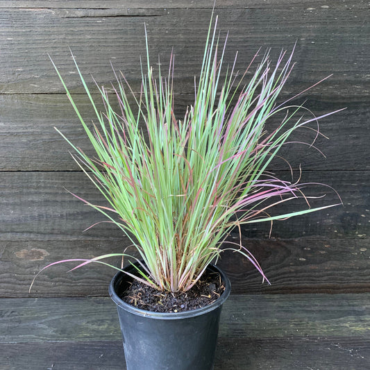 Schizachyrium scoparium - Standing Ovation Little Bluestem