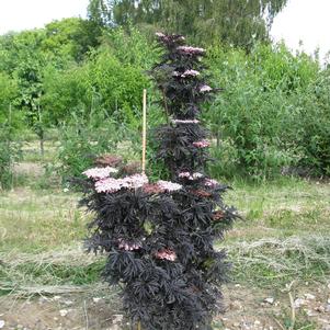 Sambucus nigra  - Laced Up® Elderberry