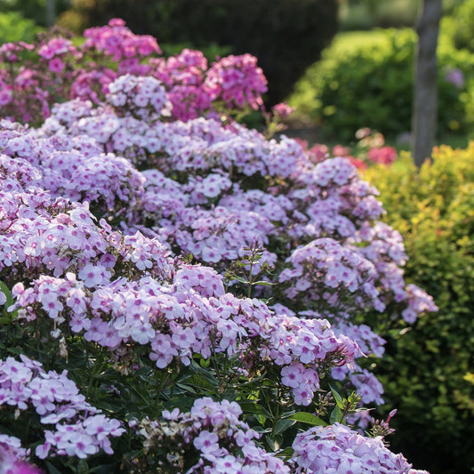 Phlox paniculata - First Editions® Cotton Candy™ Phlox