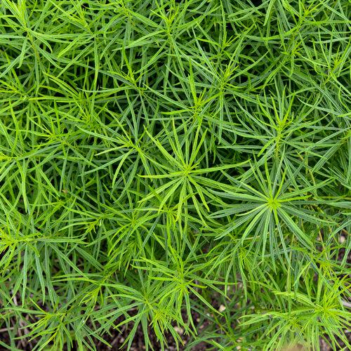 Amsonia  - String Theory Blue Star