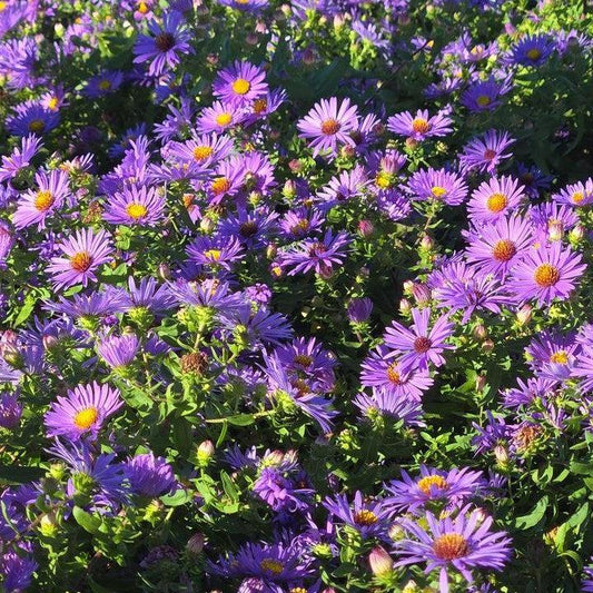 Aster oblongifolium - Twilight Sky Aromatic Aster