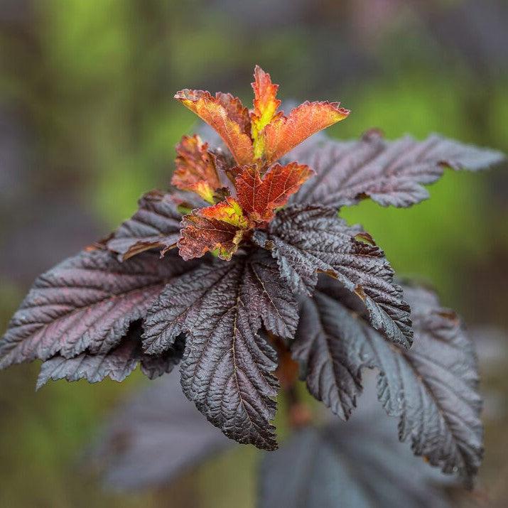 Physocarpus opulifolius - First Editions® Fireside® Ninebark
