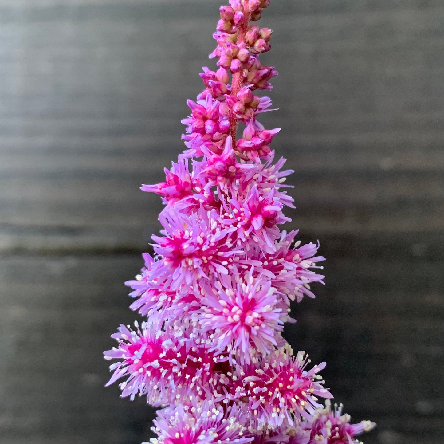 Astilbe  - Dark Side of the Moon Astilbe