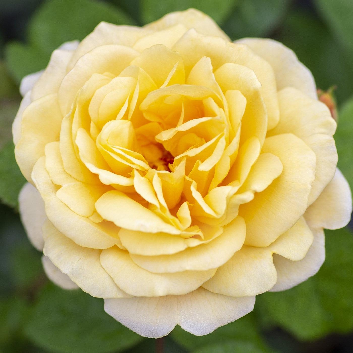 Rosa - Moonlight Romantica® Rose