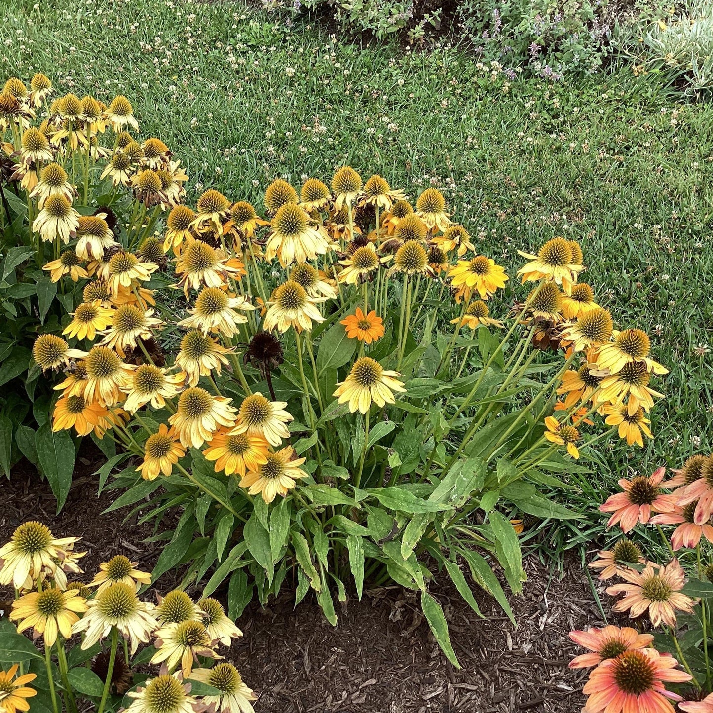 Echinacea - Artisan™ Yellow Ombre Coneflower