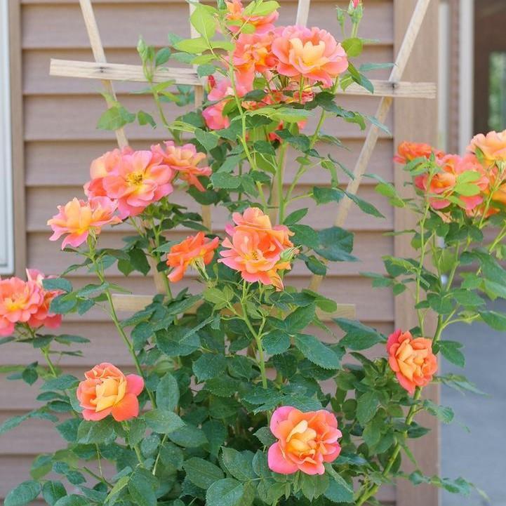 Rosa x - Rise Up® Emberays® Climbing Rose