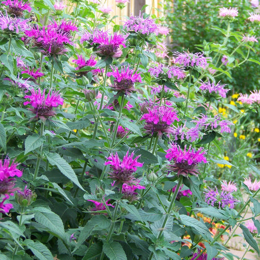 Monarda - Sugar Buzz® Rockin Raspberry Bee Balm