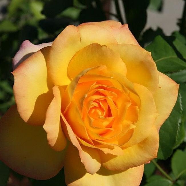 Rosa - Gold Medal® Rose