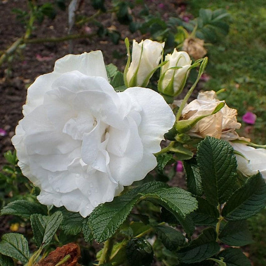 Rosa - Blanc Double De Coubert Rose