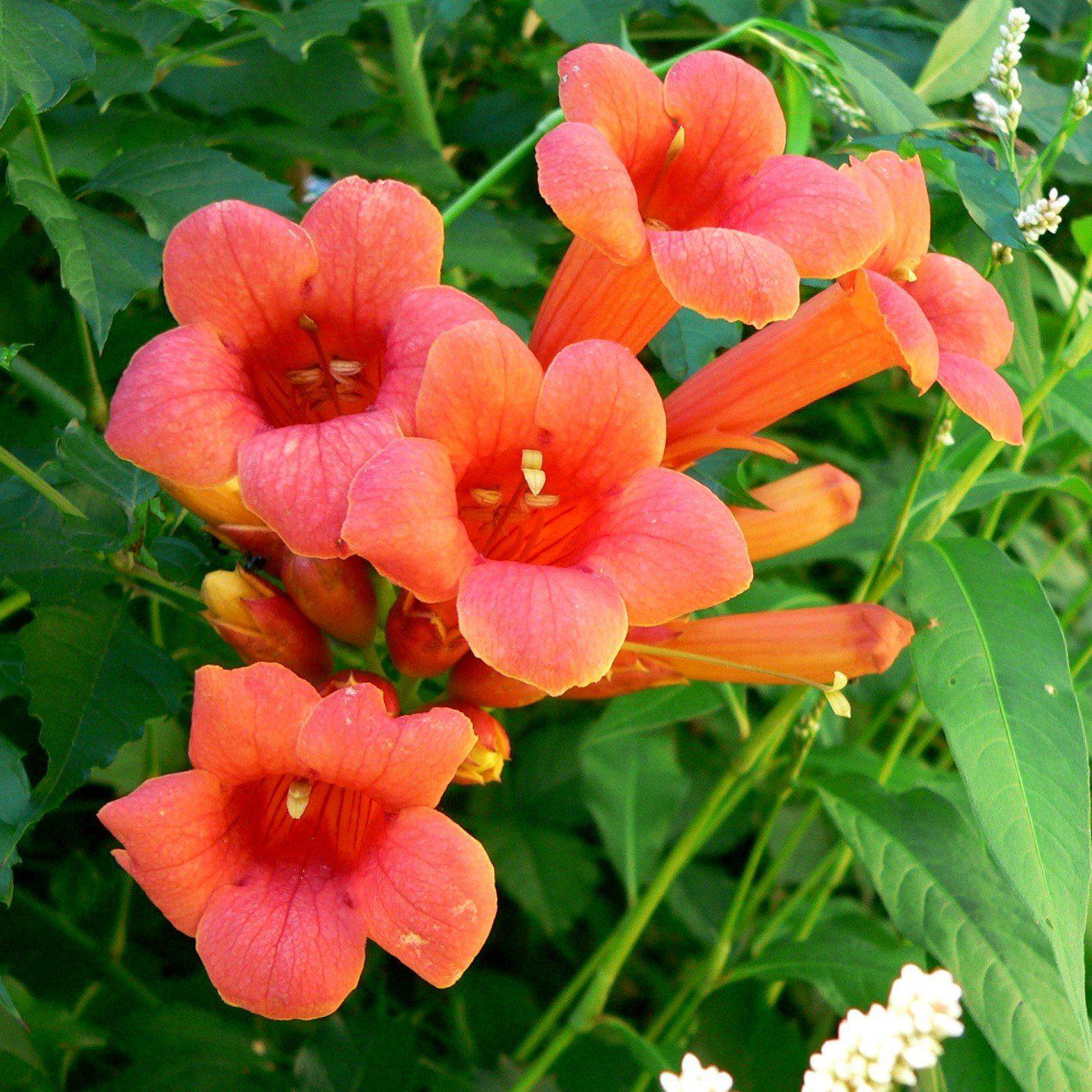Campsis radicans - Flamenco Trumpet Creeper