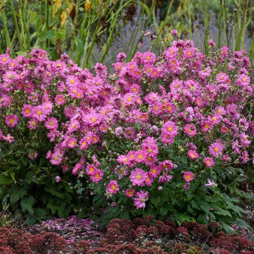 Anemone hybrid - PW® Fall in Love® Sweetly Anemone