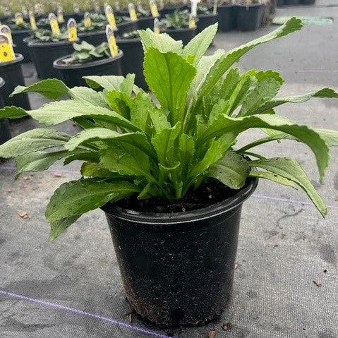 Leucanthemum x superbum - Becky Shasta Daisy