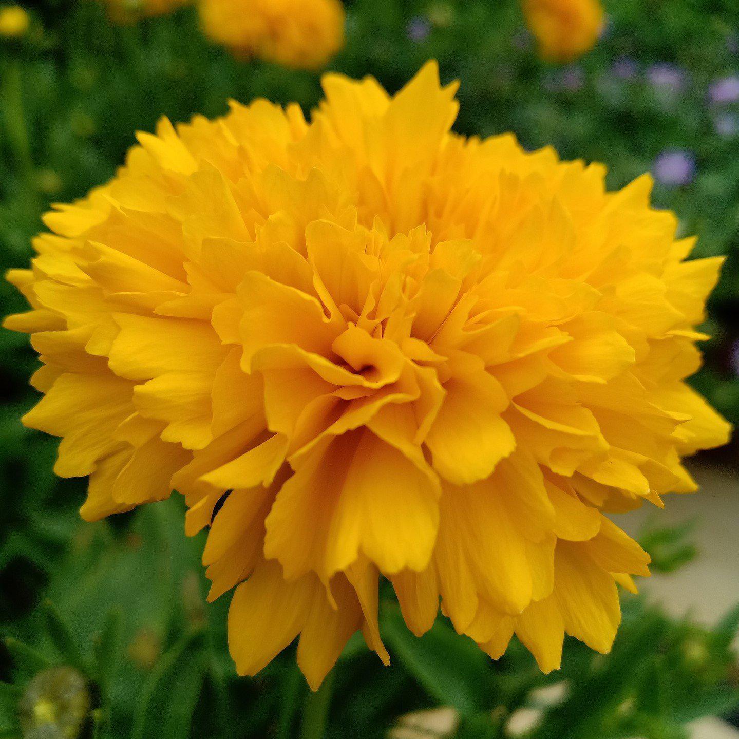 Coreopsis grandiflora - Solanna™ Golden Sphere Tickseed