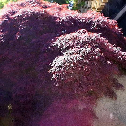 Acer palmatum var. dissectum - Crimson Queen Japanese Maple