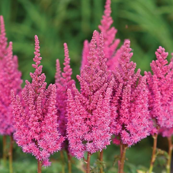 Astilbe chinensis - You And Me Always Astilbe