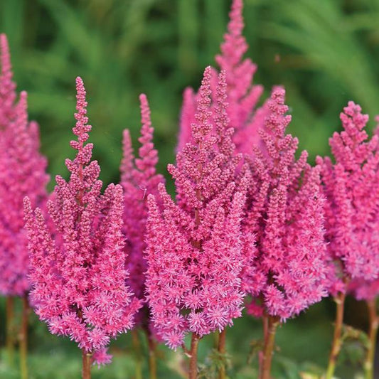 Astilbe chinensis - You And Me Always Astilbe