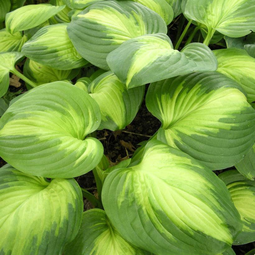 Hosta - Enchiladas Hosta