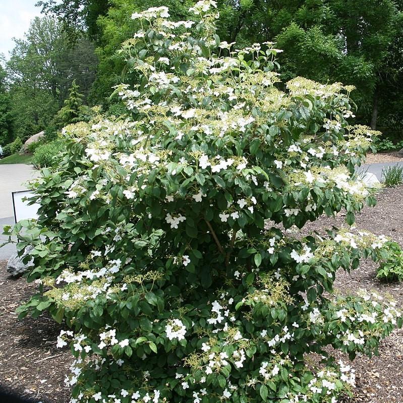 Viburnum plicatum var. tomentosum - Summer Snowflake Viburnum