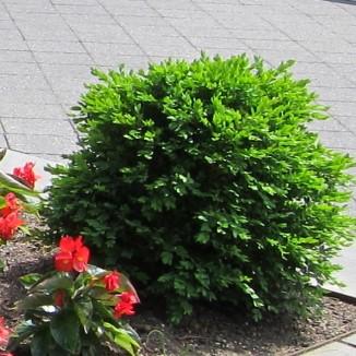 Buxus - Green Velvet Boxwood