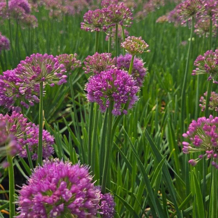 Allium x - Cobalt Millenium Ornamental Onion