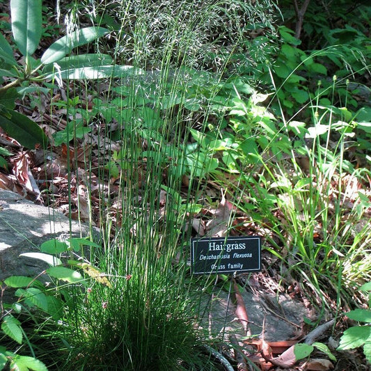 Deschampsia flexuosa  - Wavy Hair Grass