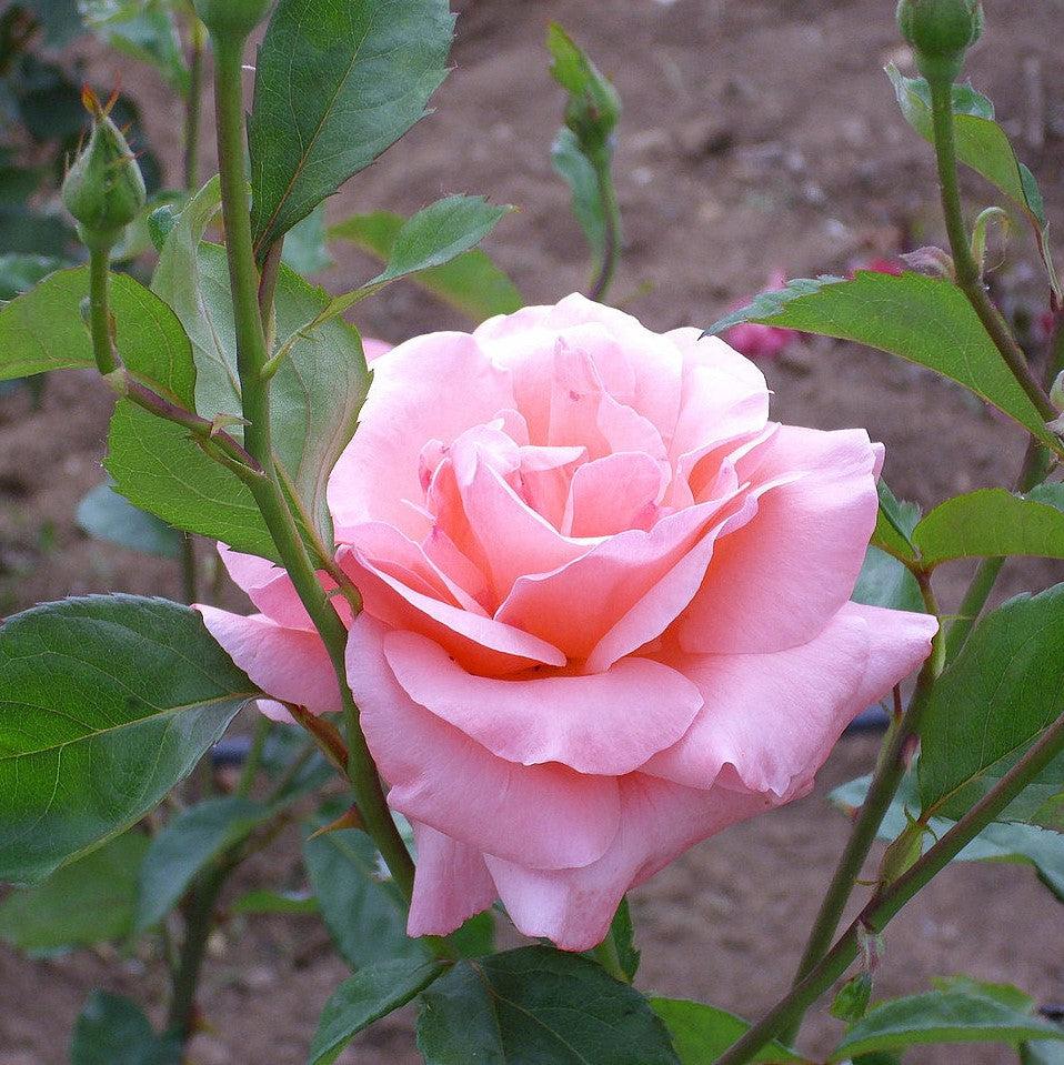Rosa - Queen Elizabeth™ Grandiflora Rose