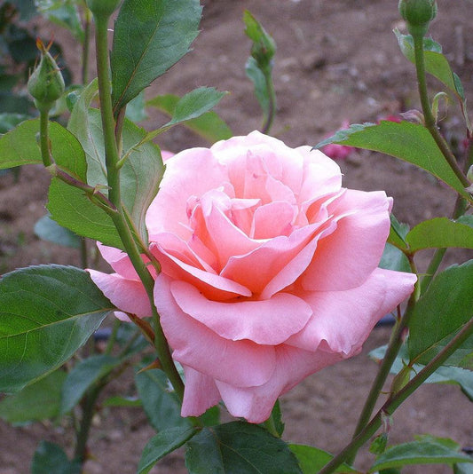 Rosa - Queen Elizabeth™ Grandiflora Rose