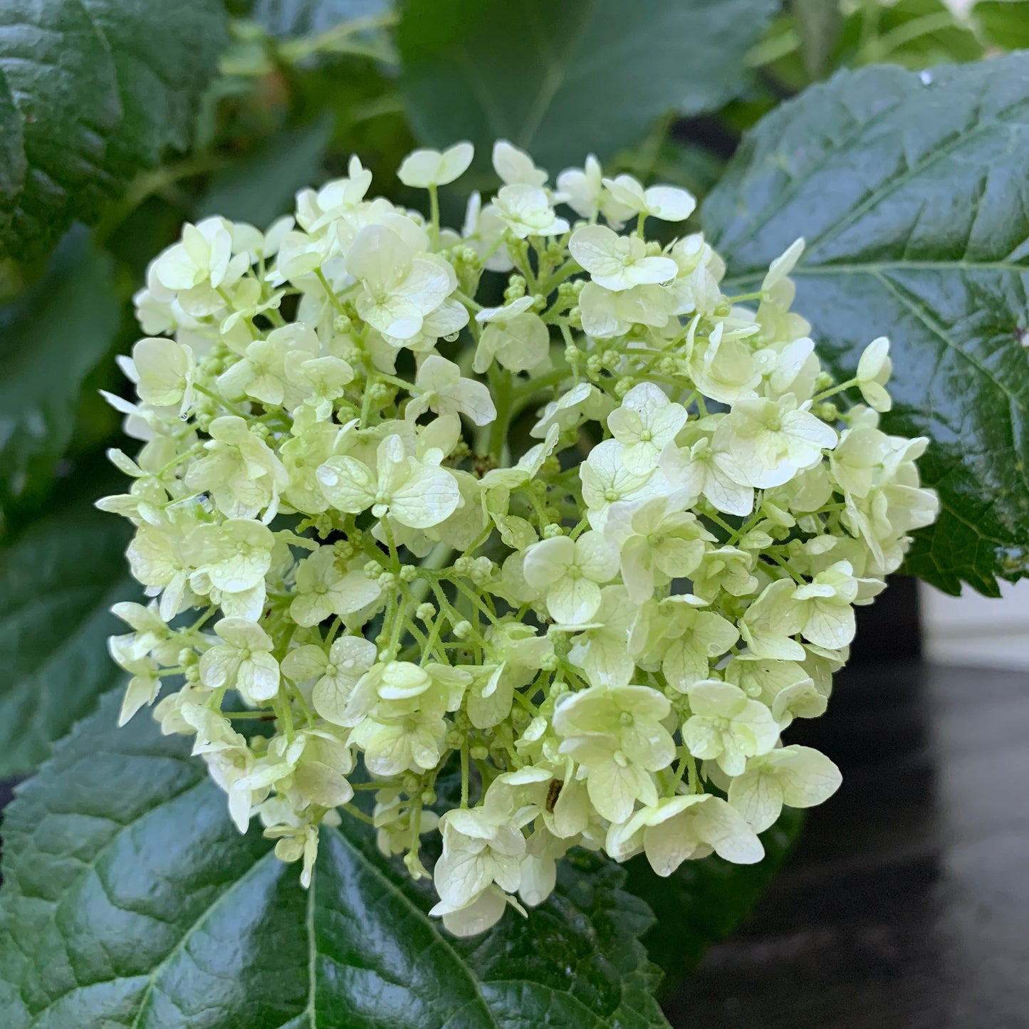 Hydrangea arborescens - Mophead Hydrangea, Annabelle Hydrangea