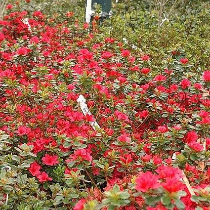 Hino Crimson Azalea