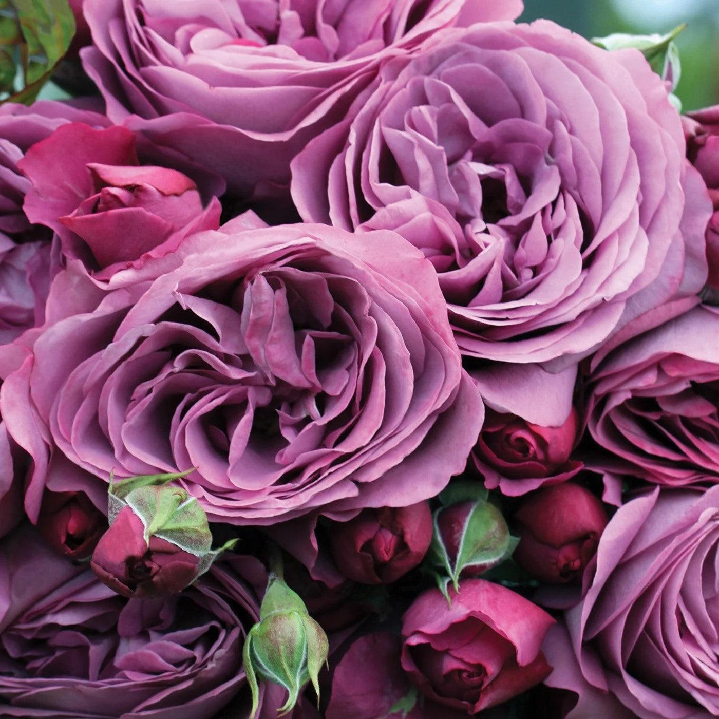 Rosa - Bloomables® Sunbelt® Plum Perfect™ Rose