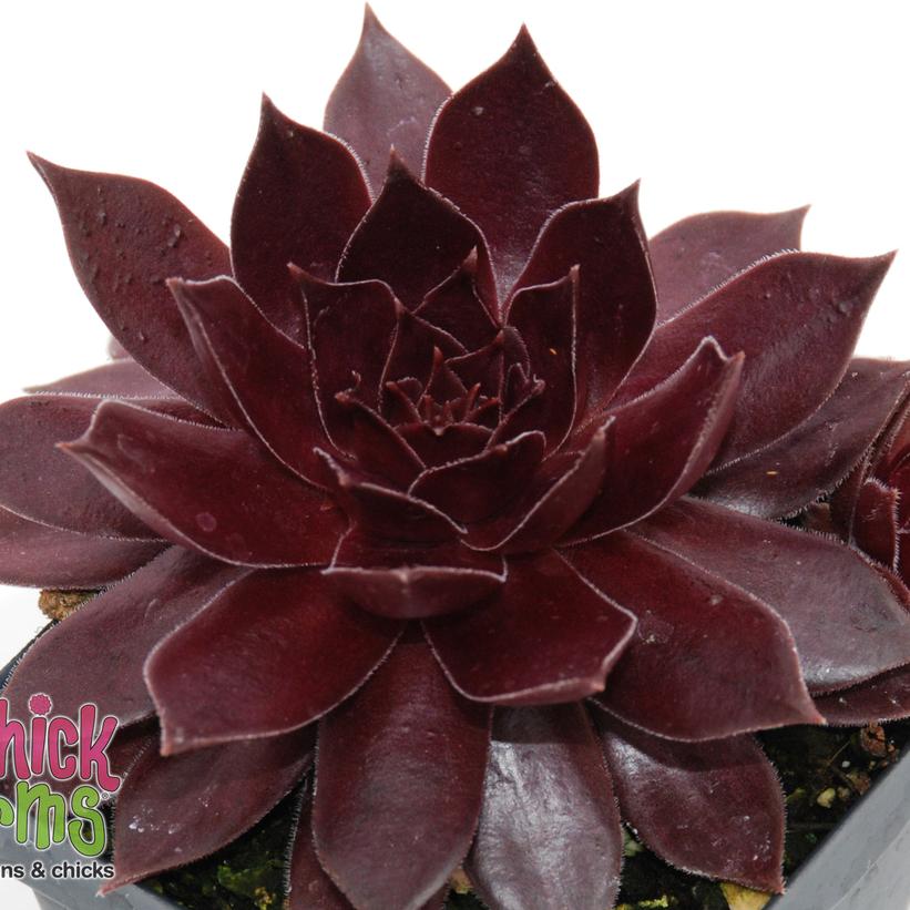 Sempervivum - Chick Charms® Chocolate Kiss Hens and Chicks