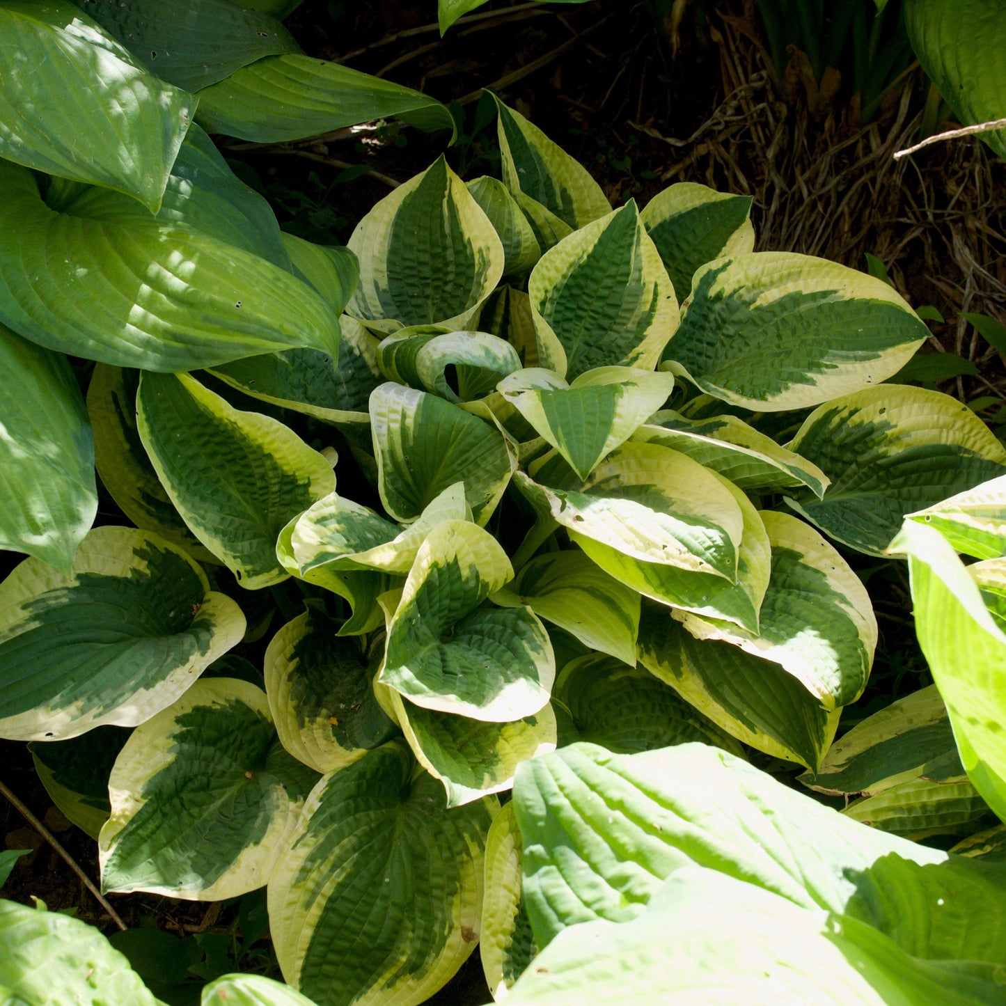 Hosta x  - Wide Brim Hosta