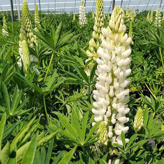Lupinus polyphyllus - Lupini White Shades Lupine