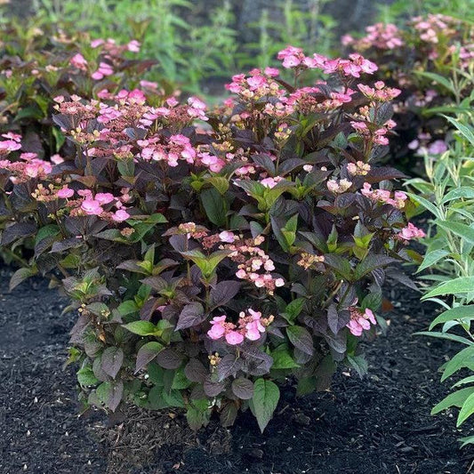 Hydrangea serrata - Pink Dynamo™ Hydrangea