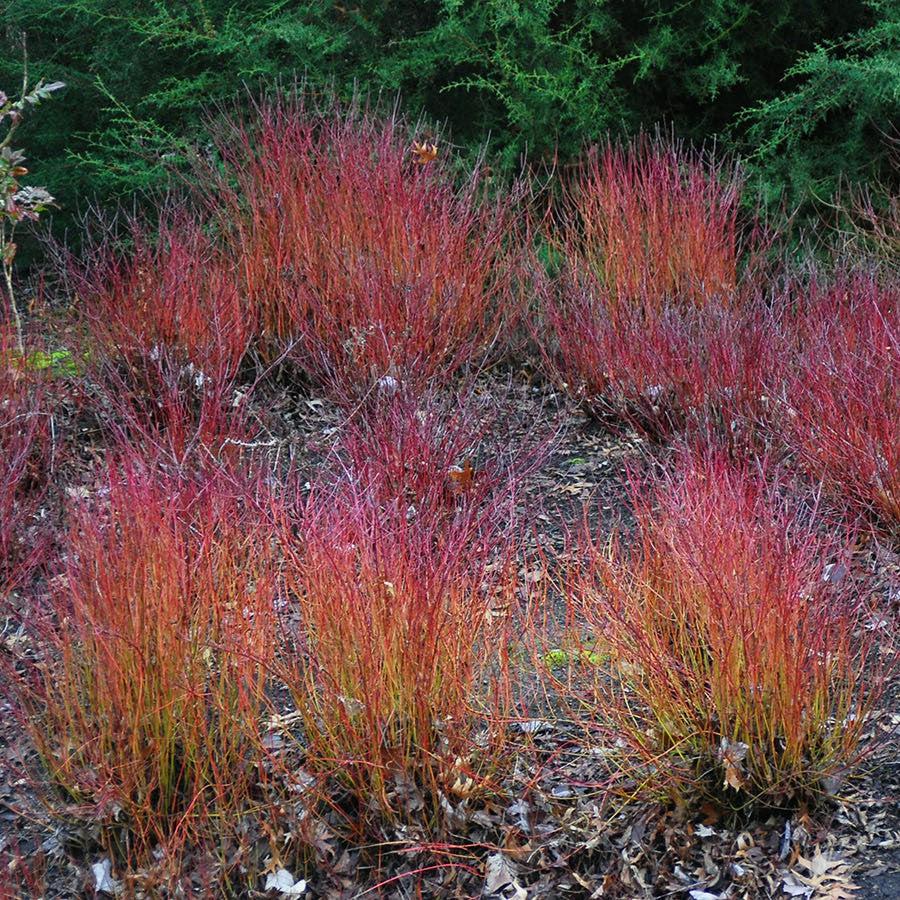 Cornus sericea - Kelseyi Red Twig Dogwood