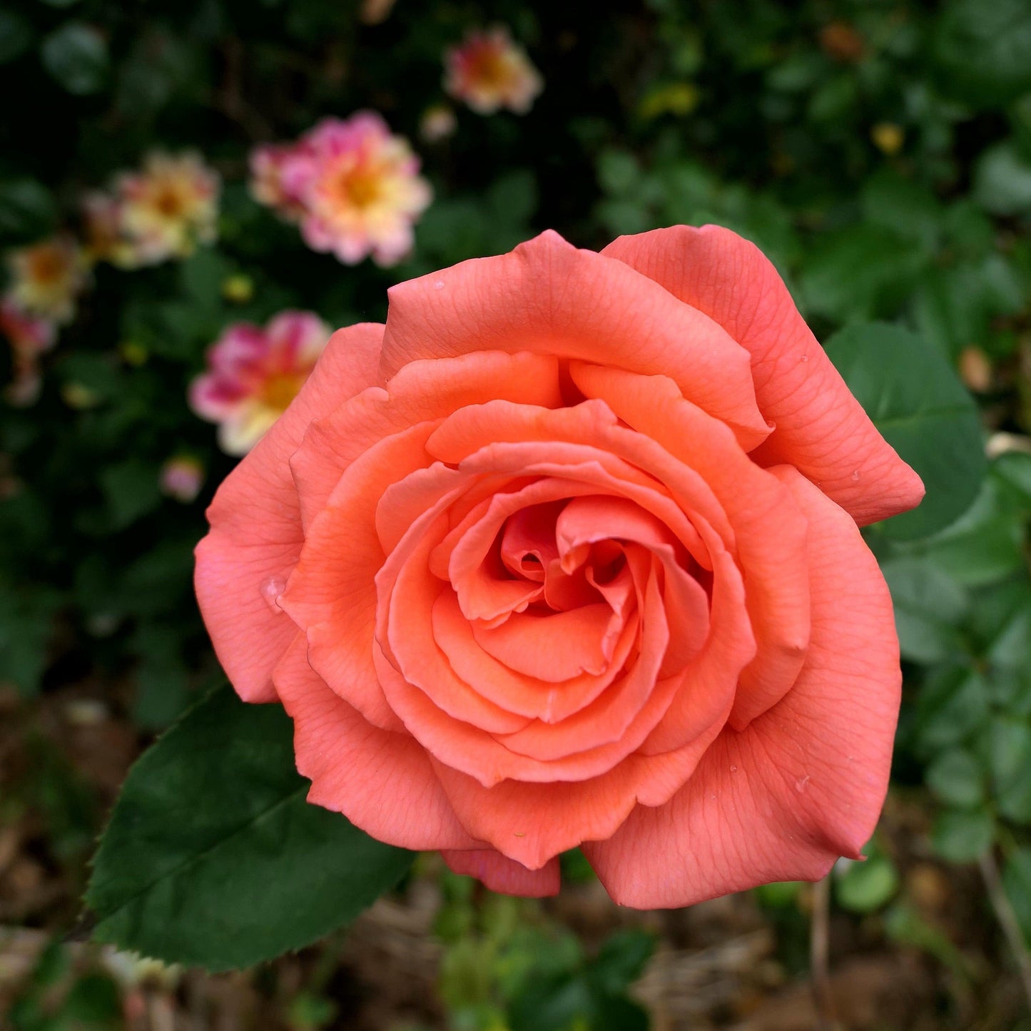 Rosa - Tropicana Rose