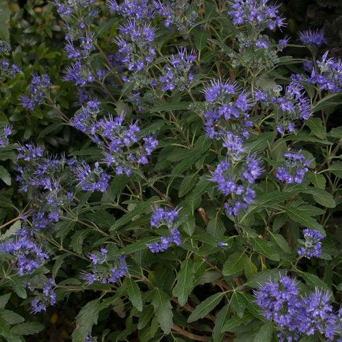 Caryopteris x clandonensis - Beyond Midnight® Bluebeard