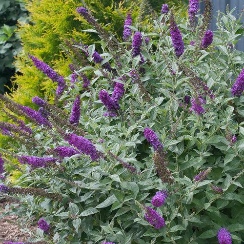 Buddleja x - Miss Violet Butterfly Bush