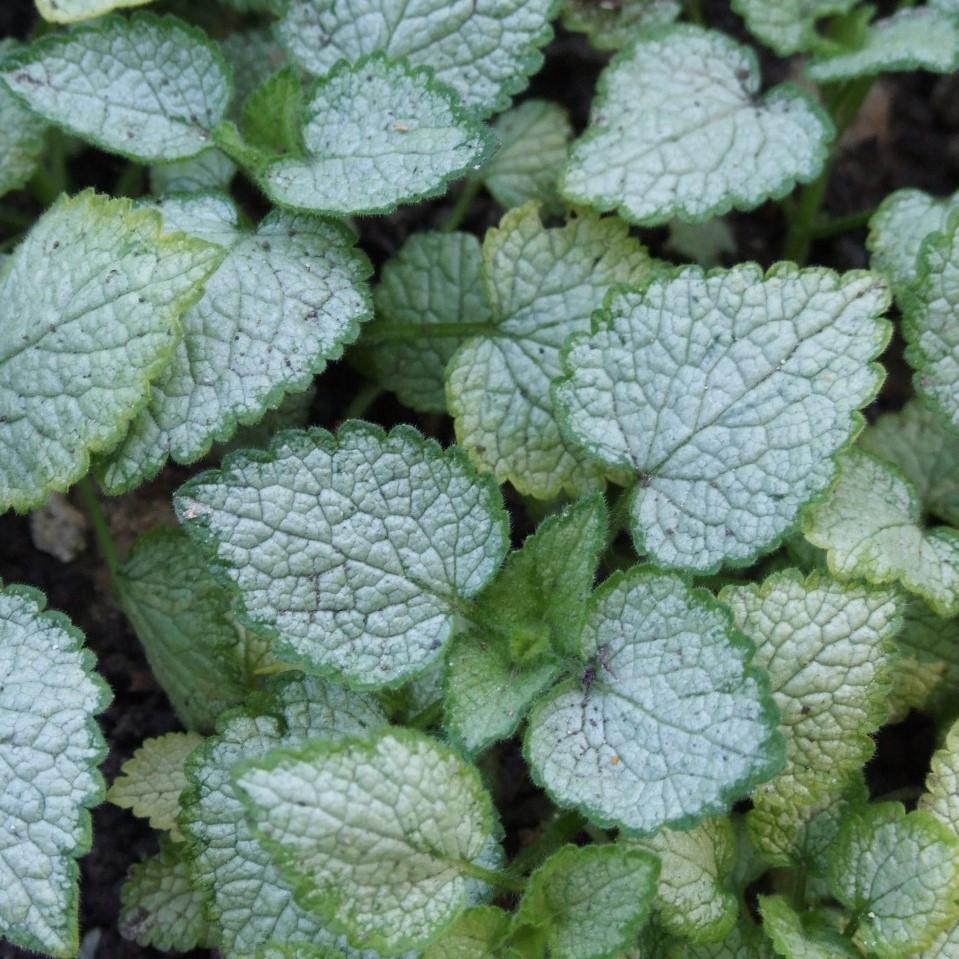 Lamium maculatum - White Nancy Spotted Deadnettle