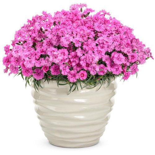 Dianthus - Paint the Town Fancy Dianthus