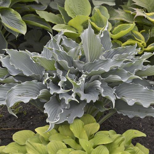 Hosta - PW® Shadowland® 'Waterslide' Hosta
