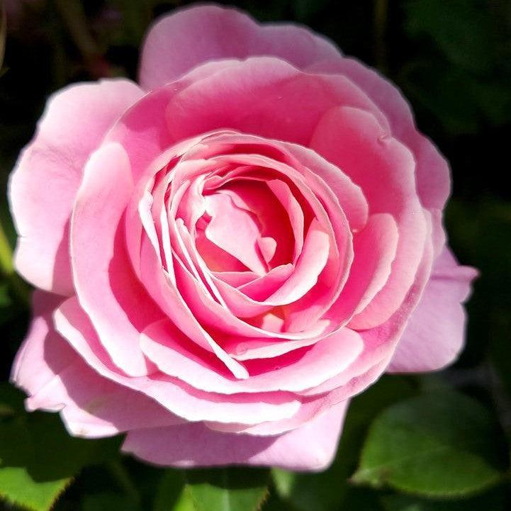 Rosa - True Perfume Rose
