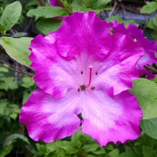 Martha Hitchcock Azalea