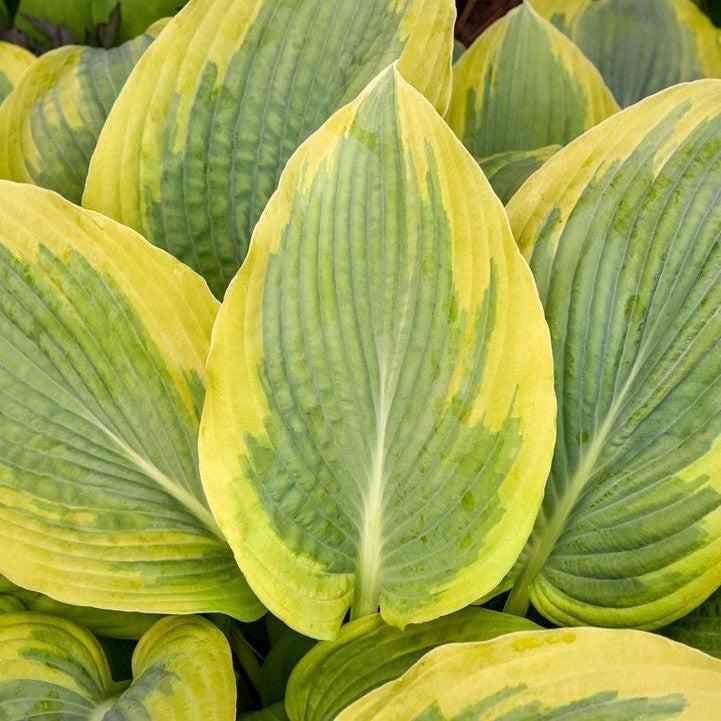 Hosta - PW® Shadowland® Chance Encounter Hosta