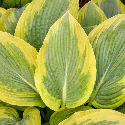Hosta - PW® Shadowland® Chance Encounter Hosta