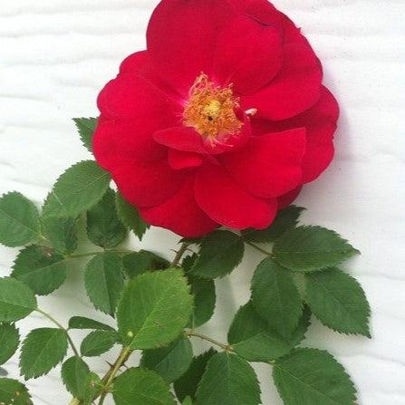 Rosa - Red Streamer™ Rose