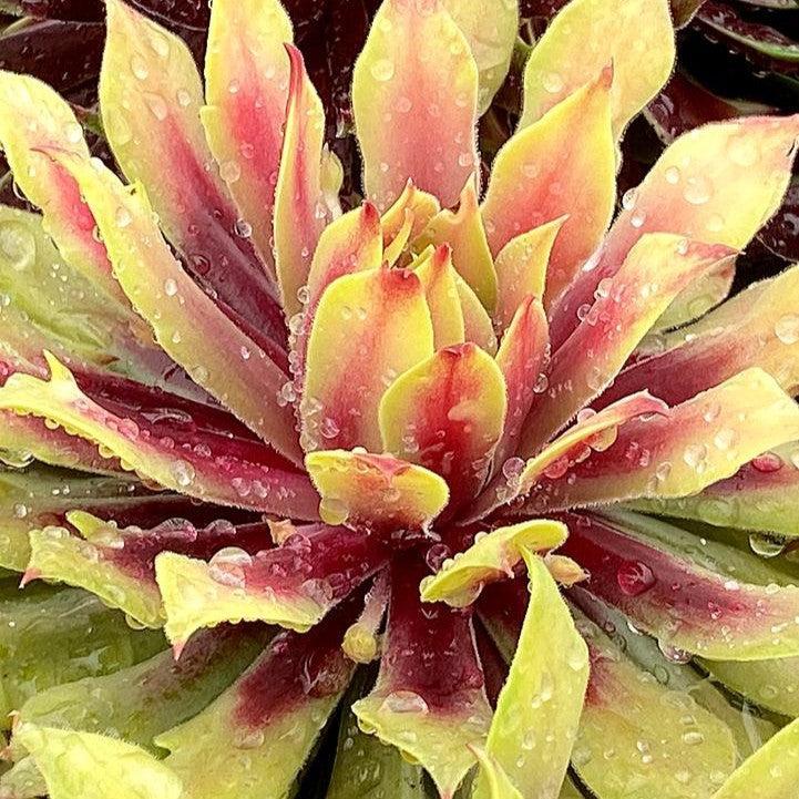 Sempervivum - Chick Charms® Lemon Waves Hens and Chicks