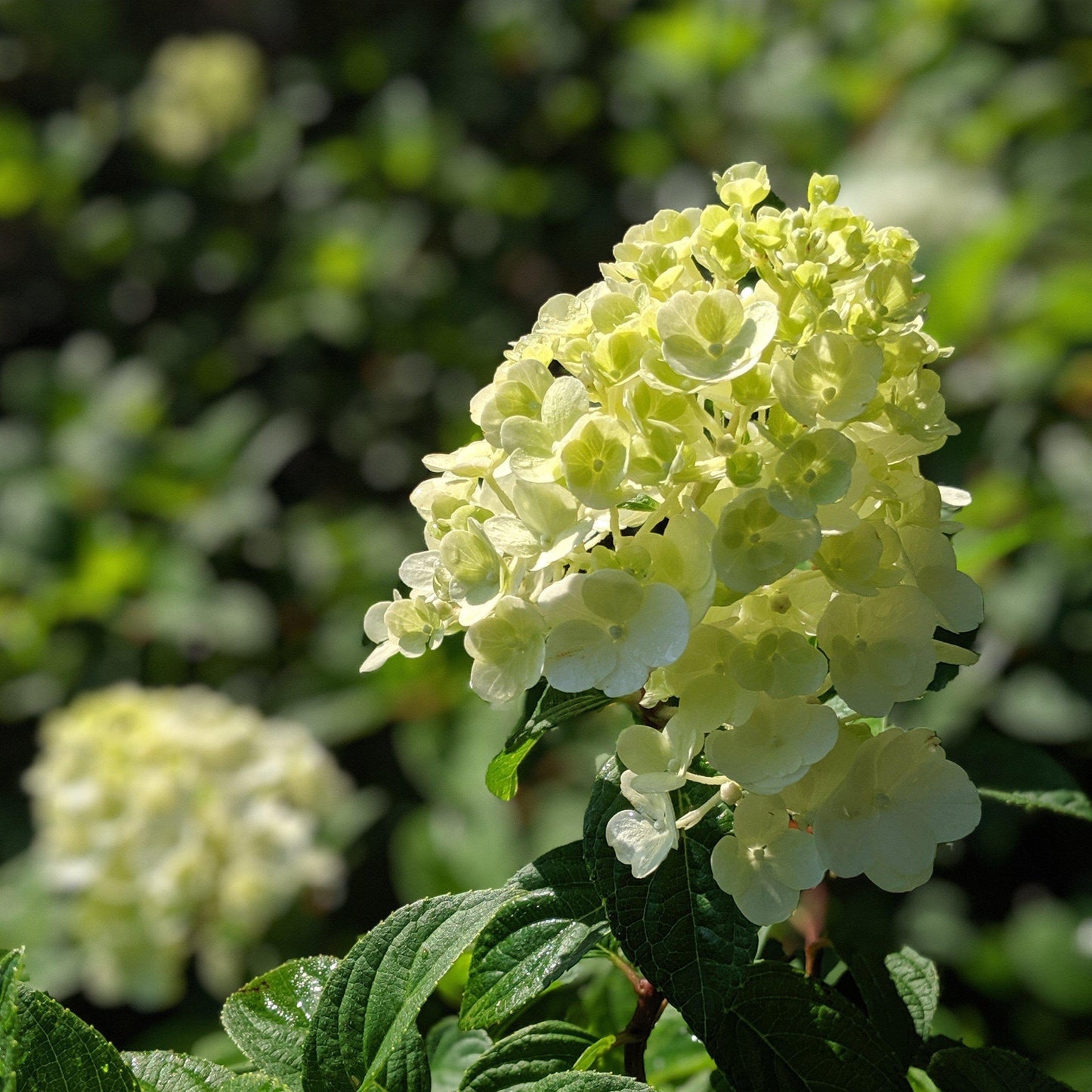 Hydrangea paniculata - First Editions® Strawberry Sundae® Hydrangea