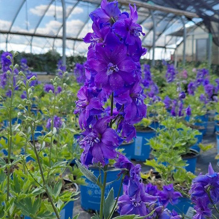 Delphinium x - Laser Beam™ Delphinium